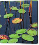 Orange And Green Water Lily Pads Canvas Print
