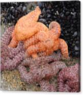 Orange And Purple Starfish Canvas Print