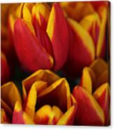 Orange And Yellow Tulips Canvas Print