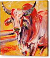 Orange Brahma Bull Canvas Print