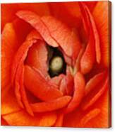 Orange Buttercup Abstract Canvas Print
