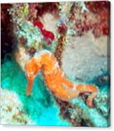 Orange Caribbean Sea Horse Canvas Print