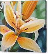Orange Cream Lily Canvas Print