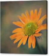 Orange Echinacea Dreams Canvas Print