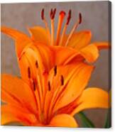 Orange Lilies 3 Canvas Print