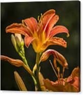 Orange Lily Beauty Canvas Print