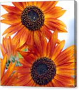 Orange Sunflower 2 Canvas Print