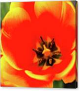 Orange Tulip Flowers In Spring Garden Canvas Print