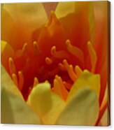 Orange Water Lily Canvas Print