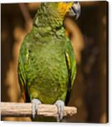 Orange-winged Amazon Parrot Canvas Print