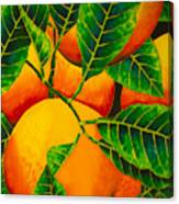 Oranges Canvas Print