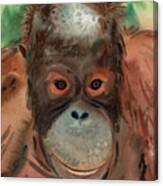 Orangutan Canvas Print
