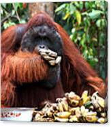 Orangutan Feeding Time Canvas Print