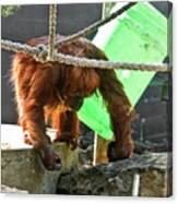 Orangutan Snack Time Canvas Print