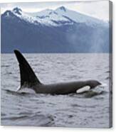 Orca In Inside Passage Canvas Print Orca In Inside Passage Canvas Print