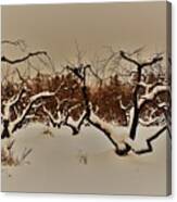 Orchard Canvas Print