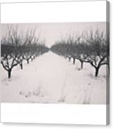 Orchard On A Snowy Day

#og #ogden Canvas Print