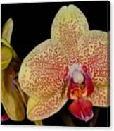 Orchid 377 Canvas Print