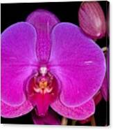 Orchid 424 Canvas Print