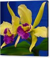 Orchid 7 Canvas Print