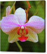 Orchid Blush Canvas Print