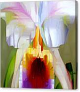 Orchid Cattleya Canvas Print