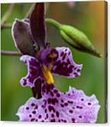 Orchid - Caucaea Rhodosticta Canvas Print