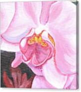 Orchid Ii Canvas Print
