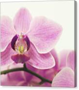 Orchid Iii Canvas Print