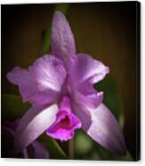 Orchid In The Shadows Canvas Print