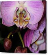 Orchid Life Canvas Print