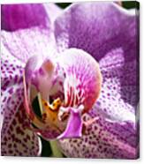 Orchid Macro Canvas Print