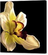 Orchid Canvas Print