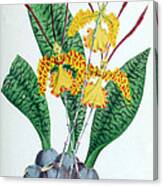 Orchid, Oncidium Kramerianum, 1880 Canvas Print