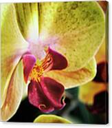 Orchid With A Tongue Canvas Print