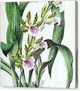 Orchid, Zygopetalum Crinitum, 1880 Canvas Print