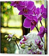 Orchids And Buds Of Thailand Canvas Print