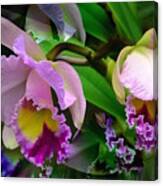 Orchids In Purple Canvas Print