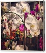 Orchids In The Store Canvas Print