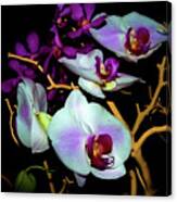 Orchids In Water Color Canvas Print