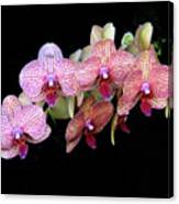 Orchids On Black Canvas Print