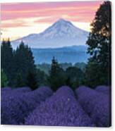 Oregon Lavender Farm Canvas Print