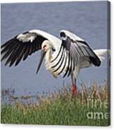 Oriental Stork Canvas Print