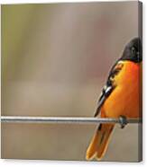 Oriole On The Line Canvas Print