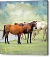 Osage Horses Canvas Print