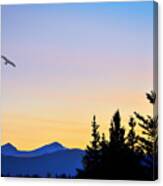 Osprey Against The Sunset Canvas Print