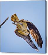 Osprey Dive Canvas Print