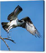 Osprey Life Canvas Print