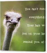 Ostrich Having A Bad Hair Day Canvas Print