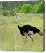 Ostrich Canvas Print